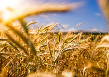 agricoltura
