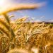 agricoltura