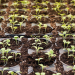 agricoltura