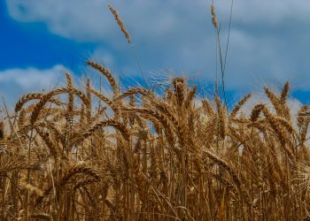 Problemi con le micotossine nei cereali, vero?