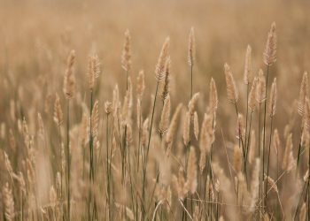 Il dilemma della natura: le piante e i loro prodotti piacciono a noi e pure agli insetti e ai patogeni, siamo in serrata competizione, da millenni