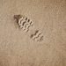impronta