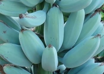 Blue Java Bananas