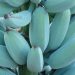 Blue Java Bananas