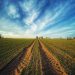 agricoltura