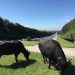 Aspettate, la storia virtuosa della mozzarella continua