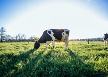 Le Nuove Biotecnologie di breeding (NBTs)