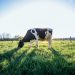 Le Nuove Biotecnologie di breeding (NBTs)