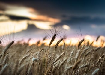 Il vizio della coppola, i contadini di una volta. Intervista ad Alfonso Pascale, storico dell’agricoltura.