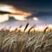 Il vizio della coppola, i contadini di una volta. Intervista ad Alfonso Pascale, storico dell’agricoltura.