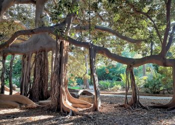 Orto Botanico Palermo