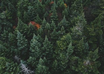 foresta