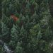 foresta