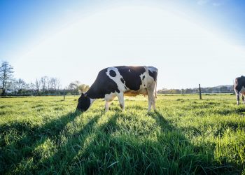 Prendendo la quantità di letame utilizzata per l’esperimento inglese dovremmo avere 3,5 bovini per ettaro