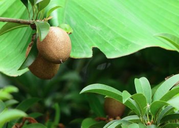 Mica solo noi contiamo i Kiwi, anzi l’AI conta meglio di noi