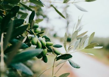 Olive