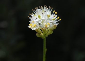 Triantha occidentalis
