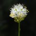 Triantha occidentalis