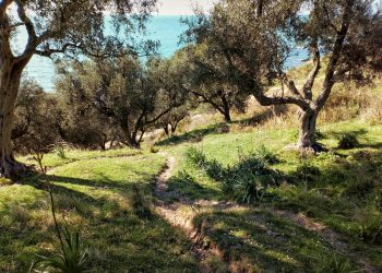 Xylella, ma come è potuto succedere? Ne parliamo con Luca Simonetti.