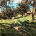 Xylella, ma come è potuto succedere? Ne parliamo con Luca Simonetti.
