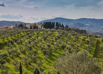 Oliveto