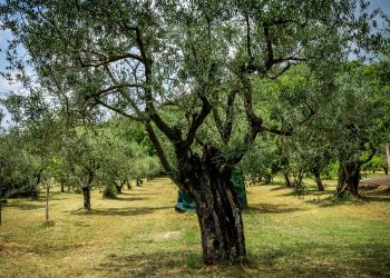 Olivo e paesaggio, un esempio? Il caso Umbria: olivo e cipresso.