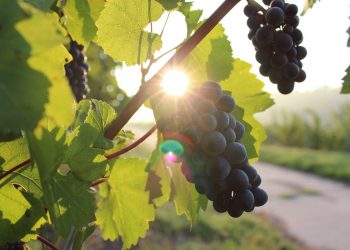 Viticultura made in Italy: potenzialità? Problemi? Soluzioni? intervista a Massimo Randi (La Società Agricola Randi).