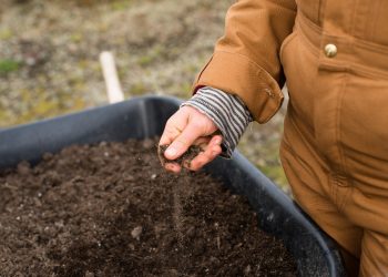 Che fine ha fatto il san Marzano? Intervista all’agronoma Patrizia Spigno.