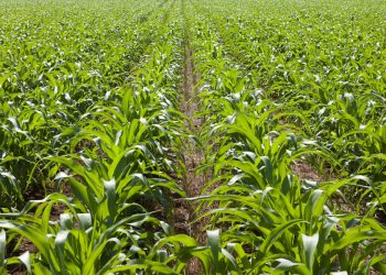 Un breeder esattamente cosa e perché lo fa? Sentiamo Alberto Cusinato, Product placement scientist per il mais in Syngenta