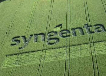 Un breeder esattamente cosa e perché lo fa? Sentiamo Alberto Cusinato, Product placement scientist per il mais in Syngenta