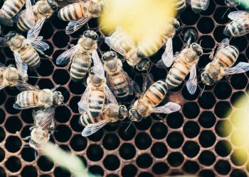Una lezione privata sulle api, Niccolò Calandri, CEO DI 3BEE, ci racconta l’apicoltura e del suo progetto innovativo.