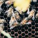 Una lezione privata sulle api, Niccolò Calandri, CEO DI 3BEE, ci racconta l’apicoltura e del suo progetto innovativo.