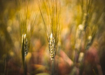 Grano duro e pasta, un po’ di informazioni utili, interviste ai professori Sergio Saia e Alberto Grandi
