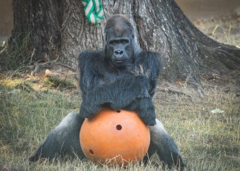 L’evoluzione darwiniana? Scordatevi la linea retta, è un casino.