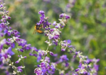 Viva la biodiversità: viva l’umanità