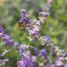 Viva la biodiversità: viva l’umanità