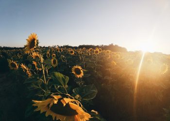 Cosa sono i girasoli?