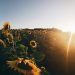 Cosa sono i girasoli?