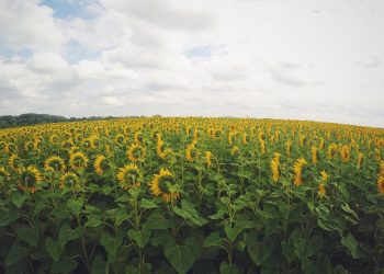 Numeri che creano bellezza e complicazioni varie