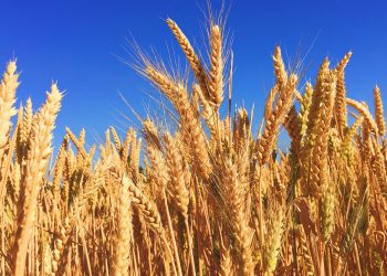 I cereali, ovvero: diversi modi di guardare il mondo