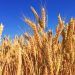 I cereali, ovvero: diversi modi di guardare il mondo