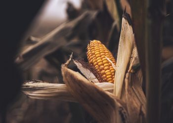 Carta d’identità del mais.