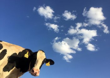 Cosa mangiano alcuni animali, a proposito di cereali e di ambiente?