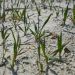 Rimedi (finanziari) contro le turbolenza del cielo