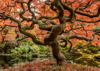 Gli alberi monumentali