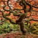 Gli alberi monumentali