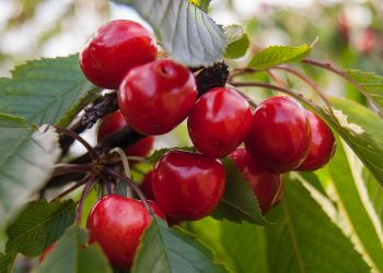 Prestiamo attenzione alle nostre ciliege