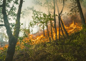 Ma come possiamo affrontare un incendio?