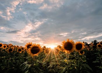 L’agricoltura ha inventato i miti e poi finisce che i miti falsificano l’agricoltura, dice e ci mette in guardia Roberto Defez.