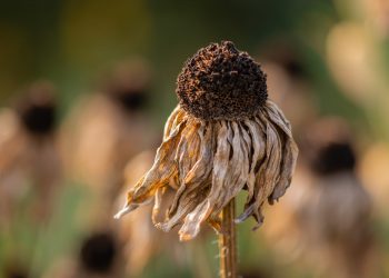 Cosa stanno facendo gli agricoltori contro la siccità.
